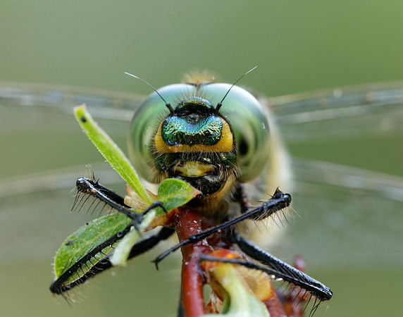 Brilliant Emerald Somatochlora metallica