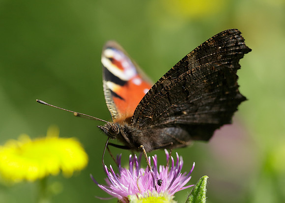 Peacock Inachis io