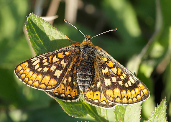 Marsh Fritillary Euphydryas aurinia