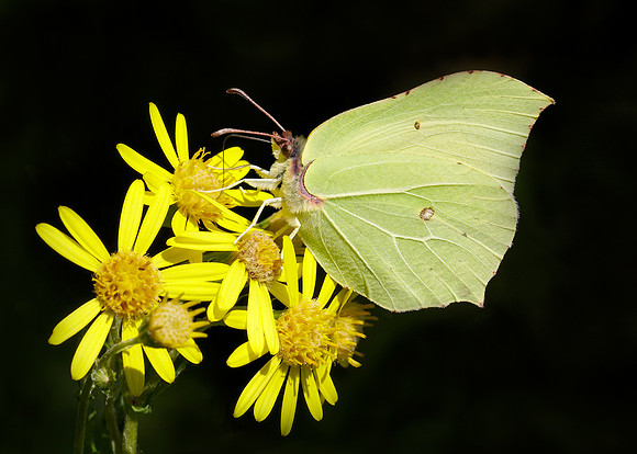 Brimstone Gonepteryx rhamni