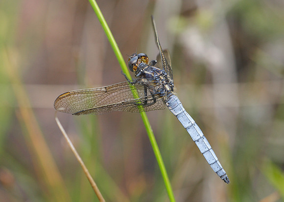 Keeled Skimmer Orthetrum coerulescens