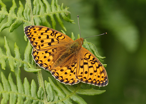 Dark Green fritillary Argynnis aglaja