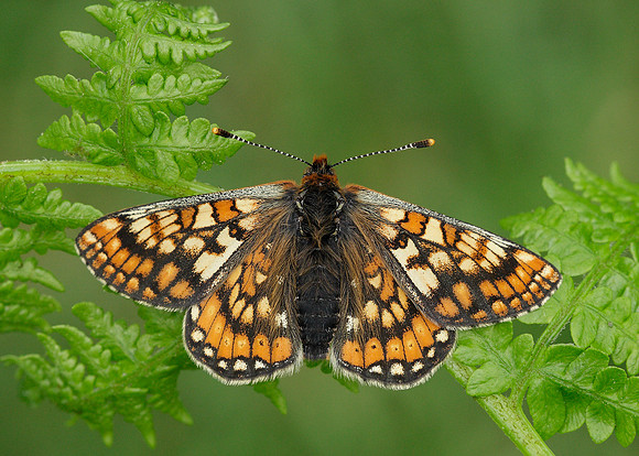 Marsh Fritillary Euphydryas aurinia