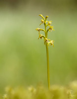Coralroot Orchid Corallorhiza trifida