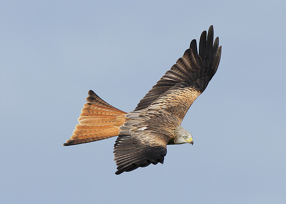 Red Kite Milvus milvus