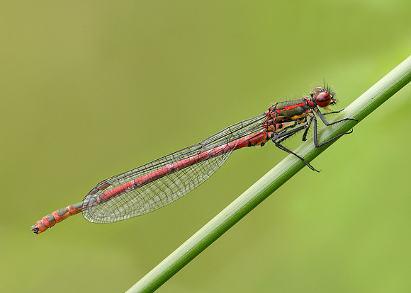 Large Red Damselfly Pyrrhosoma nymphula