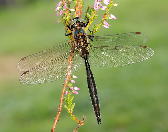 Northern Emerald Somatochlora arctica