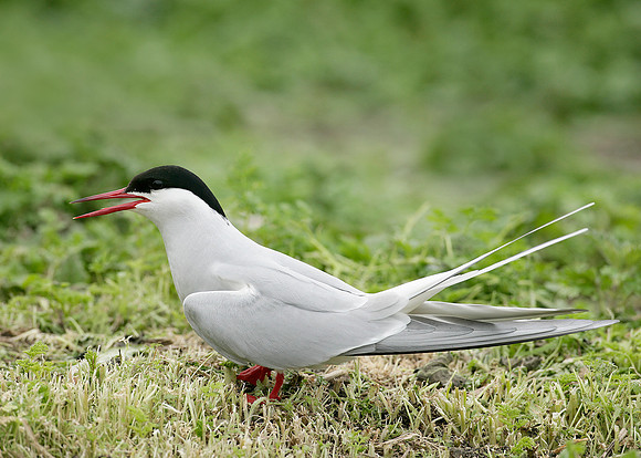Arctic Tern Sterna paradisaea