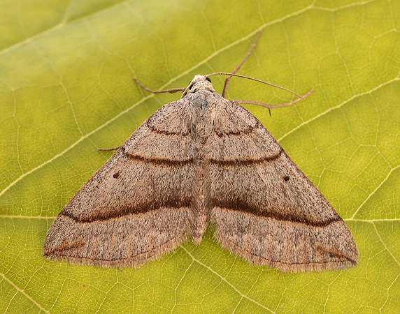 70.041 BF1734 July Belle Scotopteryx luridata