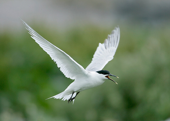 Sandwich Tern Sterna sandvicensis
