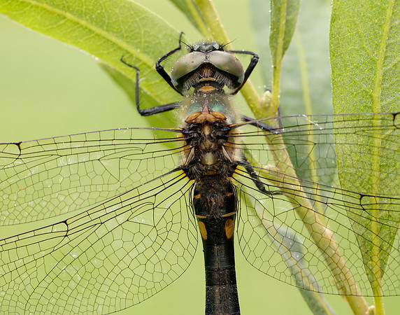 Northern Emerald Somatochlora arctica