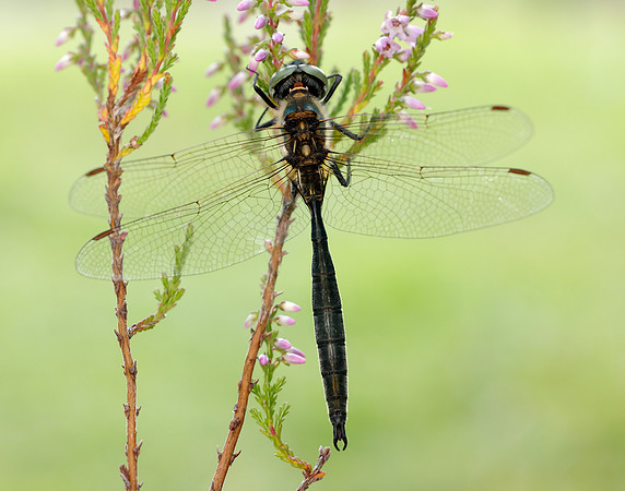 Northern Emerald Somatochlora arctica