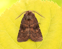 73.102 BF2302 Brown Rustic Rusina ferruginea