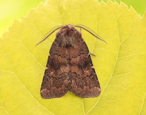 73.102 BF2302 Brown Rustic Rusina ferruginea