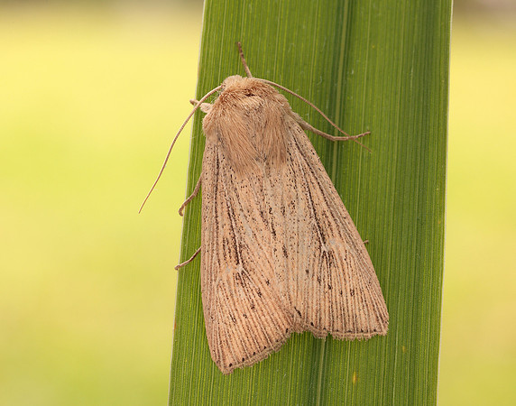 73.302 BF2204 Obscure Wainscot Leucania obsoleta