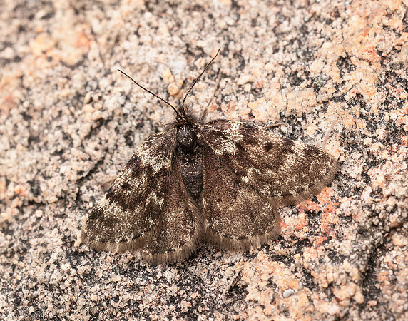 70.289 BF1965 Black Mountain Moth Glacies coracina
