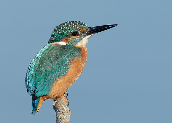 Kingfisher Alcedo atthis