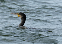 Cormorant Phalocrocorax carbo