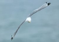Kittiwake Rissa tridactyla
