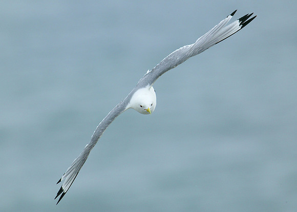 Kittiwake Rissa tridactyla