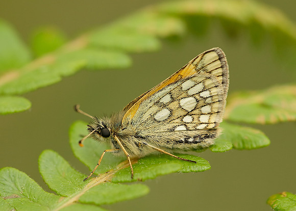 Chequered Skipper Carterocephalus palaemon
