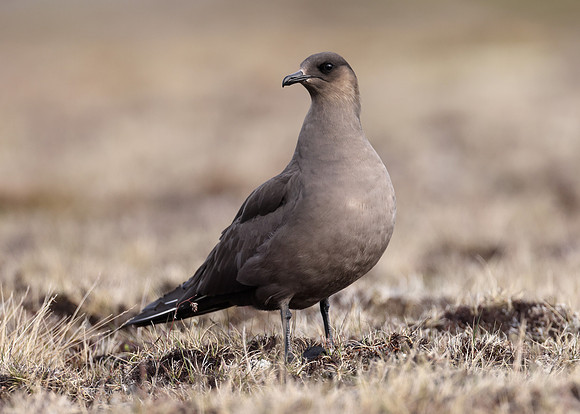 Arctic Skua Stercorarius parasiticus