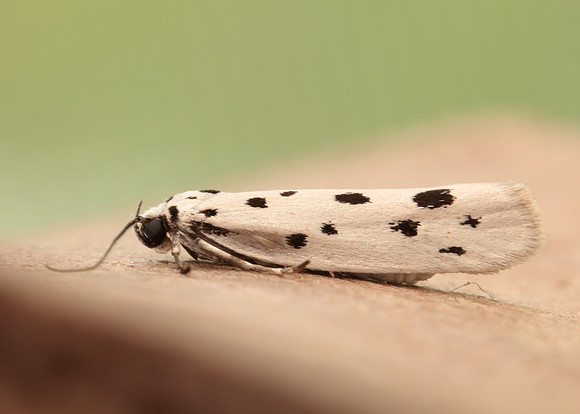 33.001 BF718 Ethmia dodecea
