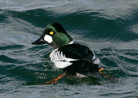 Goldeneye Bucephala clangula