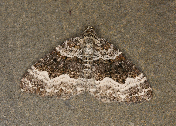 70.061 BF1738 Common Carpet Epirrhoe alternata alternata