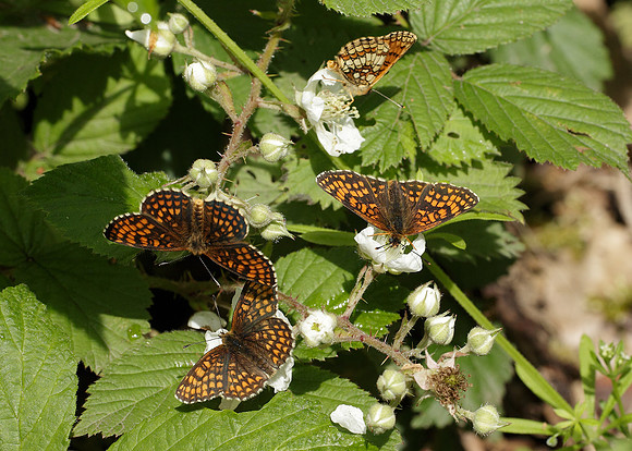Heath Fritillary Melitaea athalia
