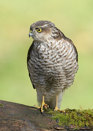 Sparrowhawk Accipiter nisus