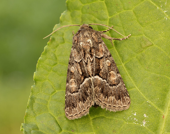 73.109 BF2303 Straw Underwing Thalpophila matura