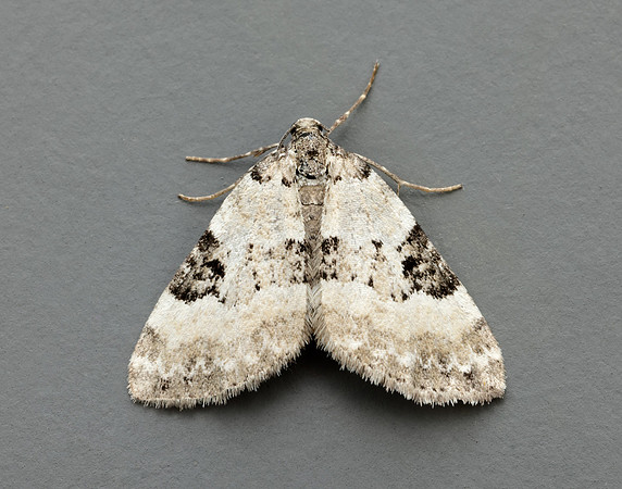 70.136 BF1806 Pretty Pinion Perizoma blandiata