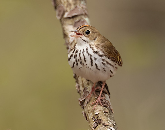 Ovenbird Seiurus aurocapilla