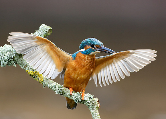 Kingfisher Alcedo atthis