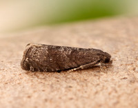 49.357 BF1247 Plum Fruit Moth Grapholita funebrana