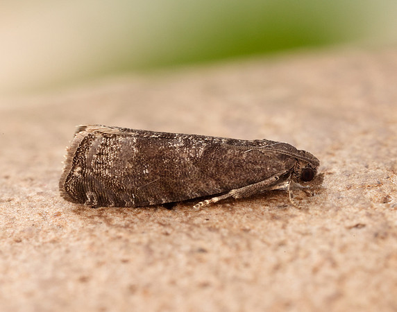 49.357 BF1247 Plum Fruit Moth Grapholita funebrana