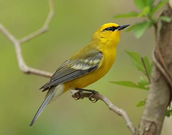 Blue-winged Warbler Vermivora cyanoptera