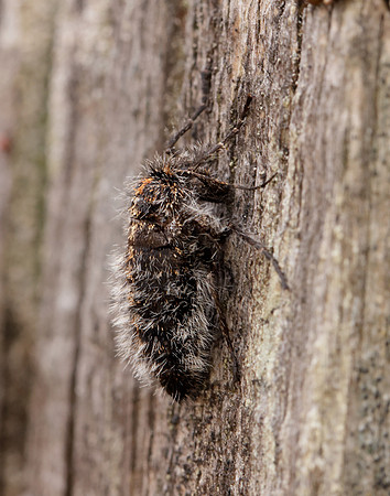 70.249 BF1929 Rannoch Brindled Beauty Lycia lapponaria