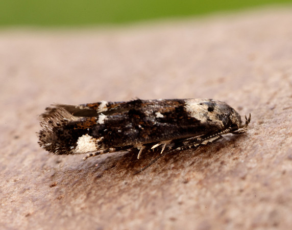 40.001 BF885 Mompha conturbatella