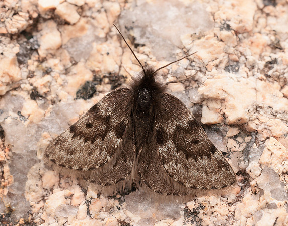 70.289 BF1965 Black Mountain Moth Glacies coracina