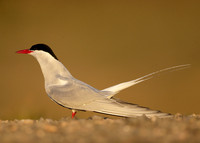Arctic Tern Sterna paradisaea