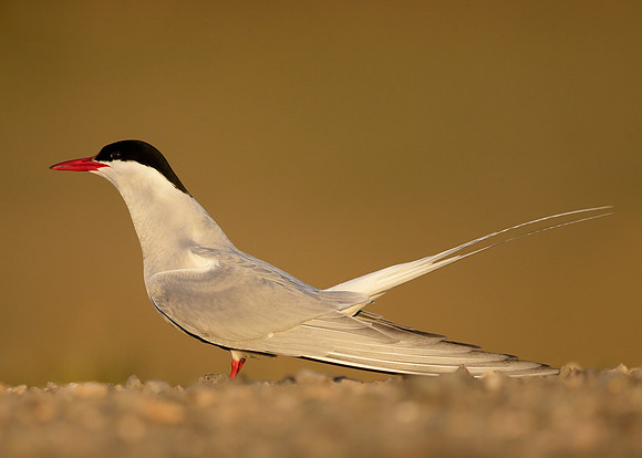 Arctic Tern Sterna paradisaea