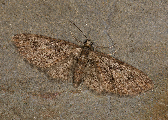 70.156 BF1852 Brindled Pug Eupithecia abbreviata