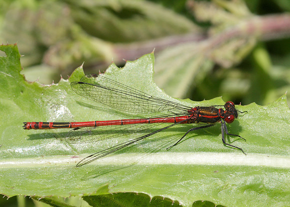 Large Red Damselfly Pyrrhosoma nymphula