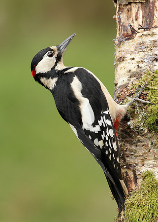 Great Spotted Woodpecker Dendrocopus major