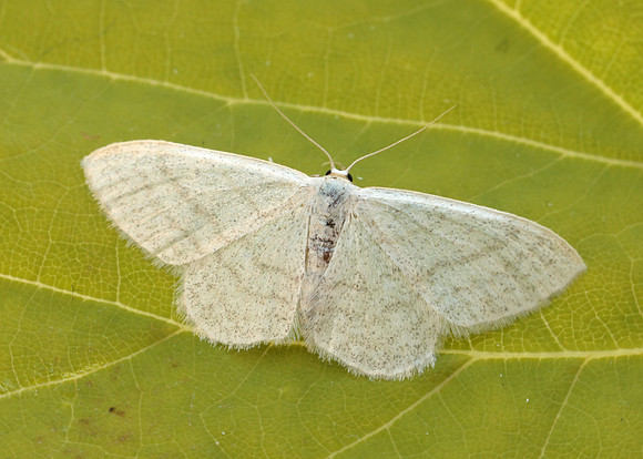 70.009 BF1709 Satin Wave Idaea subsericeata
