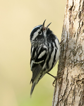 Black & White Warbler Mniotilta varia