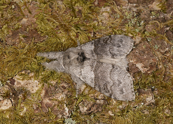72.015 BF2028 Pale Tussock Calliteara pudibunda