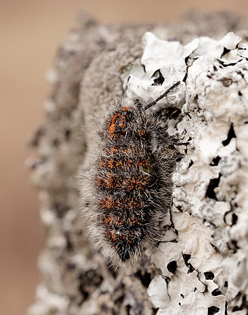 70.249 BF1929 Rannoch Brindled Beauty Lycia lapponaria